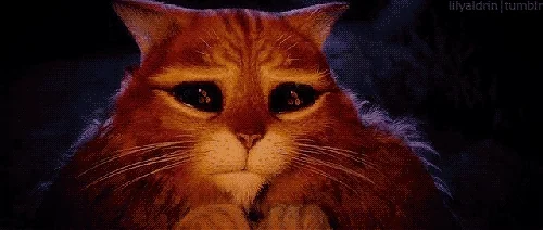 Een kat met enorme smekende ogen